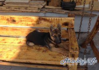Կորել է գերմանական Օվչարկա ցեղատեսակի շուն 